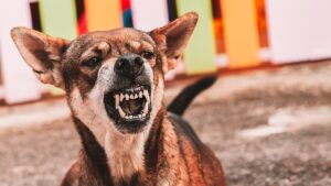 animal bites